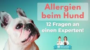 Allergien Beim Hund Symptome Diagnose Behandlung Und Mehr