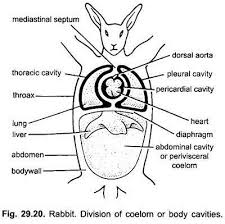 H y p o x i a ( l o w o x y g e n ) h a s d r a m a t i c a l l y i n c r e a s e d i n u. Coelom And Viscera In Rabbit With Diagram Chordata Zoology