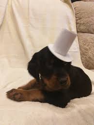 Yellow pedigree pups ikc registered both parents have all their health requirements i.e hip & elbow scored, dna tested and eyes tested annually male and female available pups are microchiped, vaccinated and wormed checked. Gordon Setter For Sale In The City Of St Petersburg Russian Federation Price 414 Announcement 5756