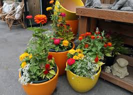 Shop baystatepet.com for all of your pet needs! Pet Safe Gardening Plant Something Oregon