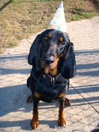 Black And Tan Bloodhound Black And Tan Coonhound Photo Black And Tan Coonhound Doggy With Images Coonhound Large Dog Breeds Doggy