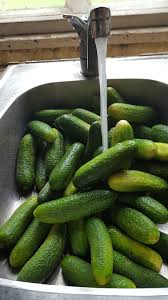 Cetriolini sott'aceto come conservare cetriolini sodi croccanti in aceto ricetta ingredienti dosi procedimento calorie foto come fare. Cetrioli Sott Aceto