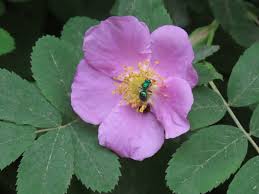 Image result for Rosa sp.
