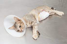 Im unterschied zur kastration bleiben hier die hoden beziehungsweise eierstöcke der tiere erhalten. Katze Kastrieren Smart Animals