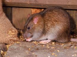 Maybe you would like to learn more about one of these? Rat Poison Ingestion Dangers And Treatments