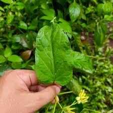 Image result for Telosma africana