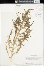 Image result for Suaeda merxmuelleri