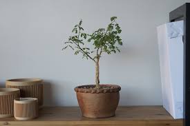 Image result for Acacia burkei