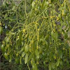 Image result for Santalaceae