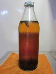 ほうじ茶も水出しで