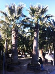 Image result for Washingtonia filifera