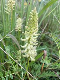 Image result for Astragalus
