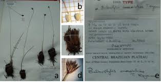 Image result for Bulbostylis scabricaulis