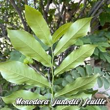 Image result for Monodora grandidieri