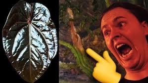 How to save a succulent that has succumbed to root rot.