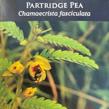 Image result for Chamaecrista parva