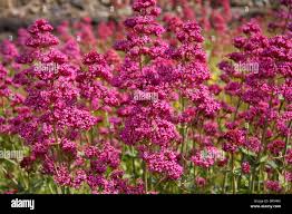 Image result for Valerianaceae