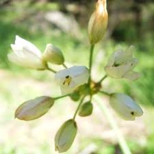 Image result for Nothoscordum borbonicum