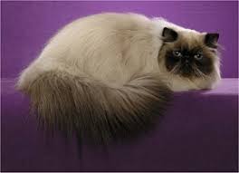 Hasil gambar untuk pinterest seal point