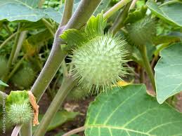 Image result for Datura inoxia