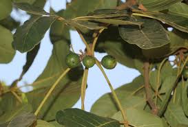 Image result for Vitex doniana