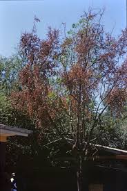 Image result for Tapinanthus