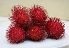 Buah dalam bahasa inggris disebut fruit. Buah Rambutan Ensiklopedi Jurnal Bumi