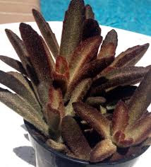 Pin By Lindaskinner On Kalanchoe Tometosa And Others House Plant Pots Cacti And Succulents Succulents