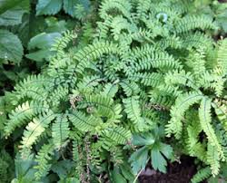 Image result for Adiantum patens