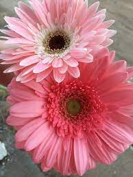 Pin On The Flower Garden