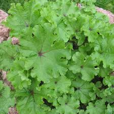 Image result for Malva verticillata