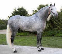 Impressive Looking Grey Omg By Impressive You Mean Absolutely Insanely Amazingly Beautiful I Hope Dapple Grey Horses Horses Grey Horse
