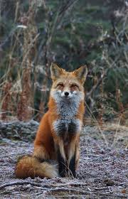 I Love These Beautiful Creatures I D See Them Around My Work Several Times There Was One Particular Fox Who Would G Animals Animal Photography Animals Wild