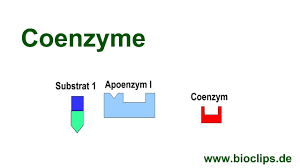 11,0 мг, nadidum (надидум) d8 2,2 мг, coenzym а (коэнзим a) d8 2,2 мг, sanguinaria canadensis (sanguinaria) (сангвинариа канаденсис (сангвинариа)) d4 3,3 мг, natrium diethyloxalaceticum. Coenzym Youtube