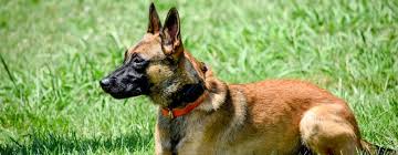 Find the perfect belgian malinois puppy for sale in texas, tx at puppyfind.com. Why Is The Belgian Malinois Used As A Police Military Working Dog Police Military K9 Sales And Training