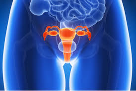 Image result for uterus