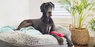 Petfusion ultimate jumbo xxl waterproof memory foam dog bed. The Gentle Giants Of The Dog World Great Danes