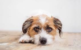 Tiere suchen ein zuhause 16/02/2020. Urlaub Mit Kind Tier Und Kegel In Einem Anderen Zuhause Corona Konform Mit Homelink Presseportal