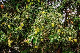 Image result for Mangifera indica