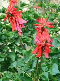 Image result for Erythrina sacleuxii