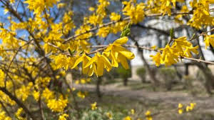 погода кропивницький