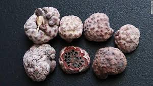 Image result for Inversodicraea