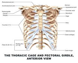 The thorax is anatomical structure supported by a skeletal framework (thoracic cage) and contains the principal organs of respiration and circulation. Anterior View Of The Thoracic Cage Download Scientific Diagram