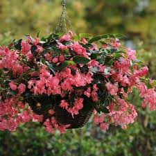Image result for begonia semperflorens