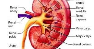 Kidney Anatomy Human Kidney Kidney Anatomy Renal