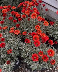 Image result for Artabotrys stolzii