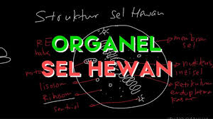 We did not find results for: Struktur Sel Hewan Youtube