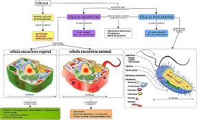 La célula y las estructuras celulares: Eucariotas y Procariotas