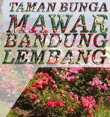 Beautiful roses come from the northern hemisphere or rather come from china. Taman Bunga Mawar Ibad Garden