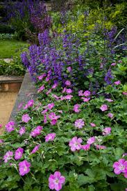 Image result for Geranium `Purple Haze`